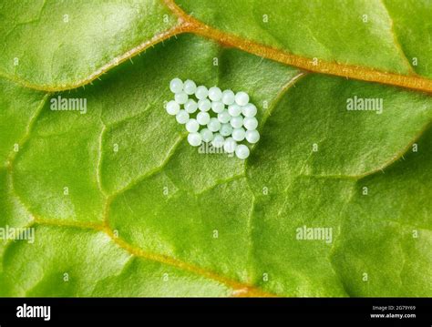 tiny white eggs on leaves.